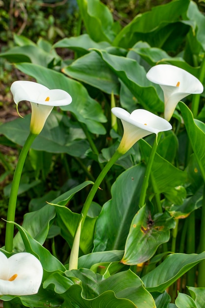 Close up printemps calla lily park blanc calla lily calla lily fleurs