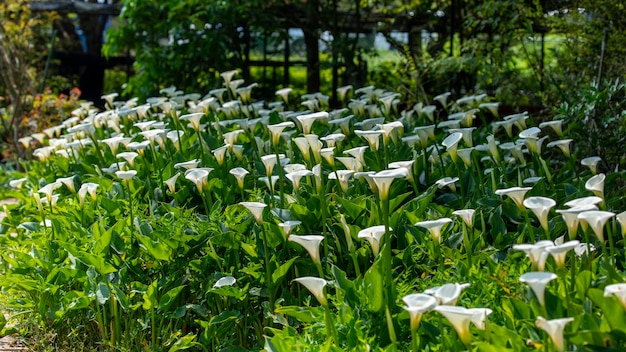 Close up printemps calla lily park blanc calla lily calla lily fleurs