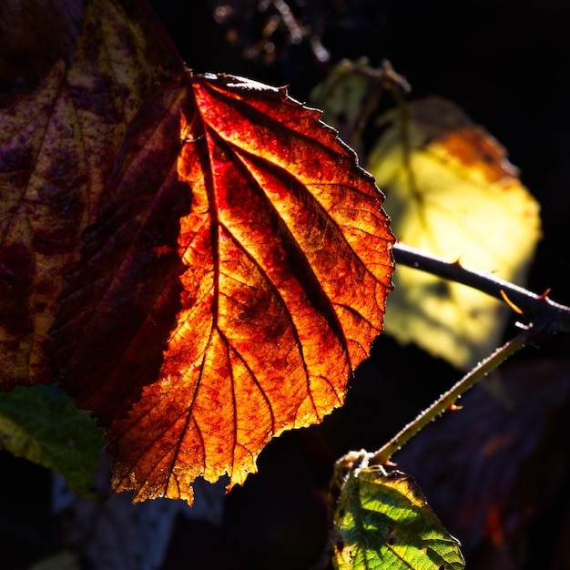 Close up de quelques feuilles de Blackberry rétroéclairé dans le soleil d'automne