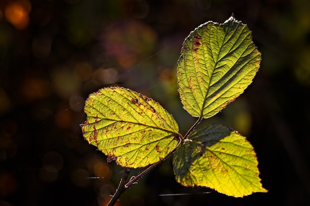 Close up de quelques feuilles de Blackberry rétroéclairé dans le soleil d'automne