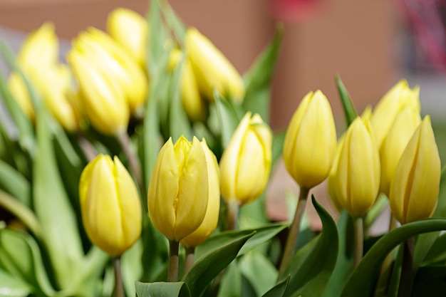 Close up de quelques tulipes jaunes en fleurs dans un jardin