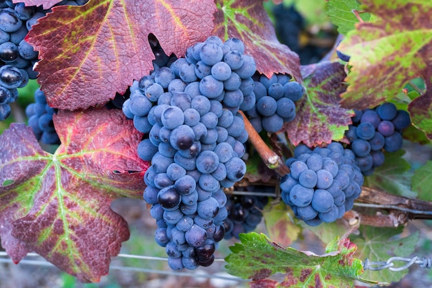 Photo close up raisin de vigne dans les vignobles de champagne à la montagne de reims, reims, france