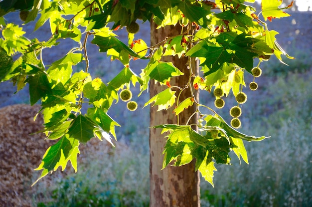 Photo close-up des raisins qui poussent dans le vignoble