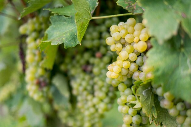 Close-up des raisins qui poussent dans le vignoble