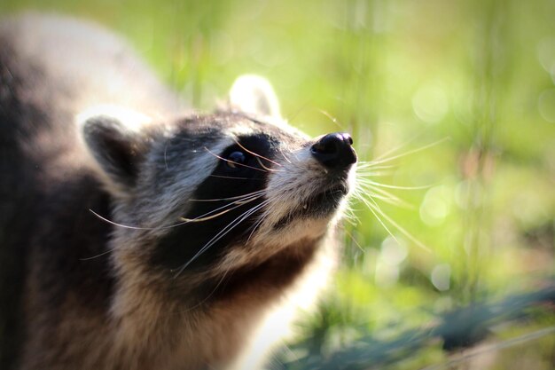 Photo close-up d'un raton laveur qui détourne le regard à l'extérieur