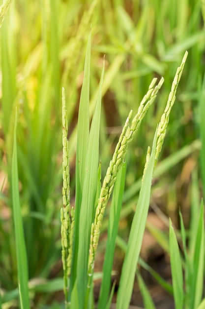 Close up de riz paddy vert