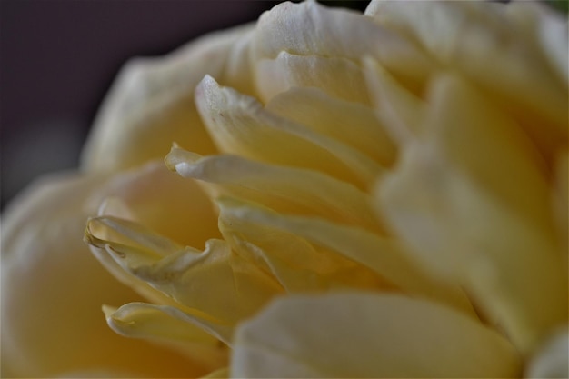 Photo close-up d'une rose blanche