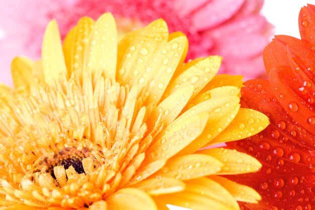 Close up rose daisy-gerbera avec des gouttes d'eau