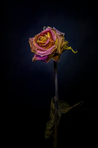 Close-up d'une rose flétrie sur un fond noir