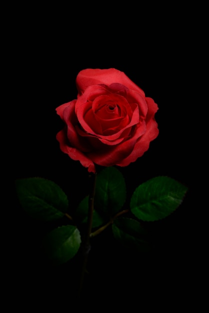Close-up d'une rose sur un fond noir