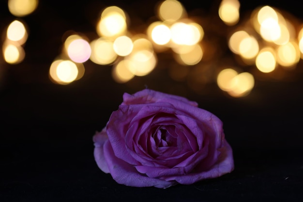 Photo close-up d'une rose sur un fond noir