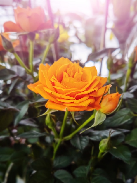 Close-up de rose orange, une plante en pot.