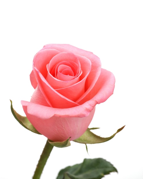 Close-up d'une rose rose sur un fond blanc