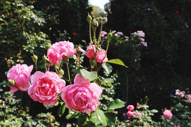 Close-up d'une rose rose qui fleurit dans un parc