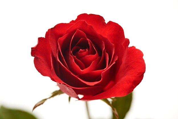 Photo close-up d'une rose rouge sur un fond blanc