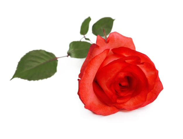 Close-up d'une rose rouge sur un fond blanc