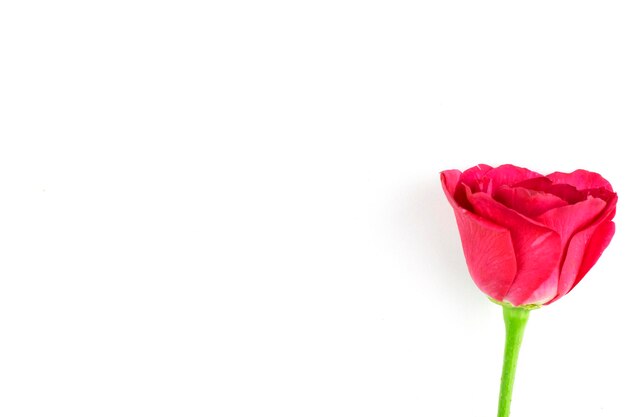 Close-up d'une rose rouge sur un fond blanc