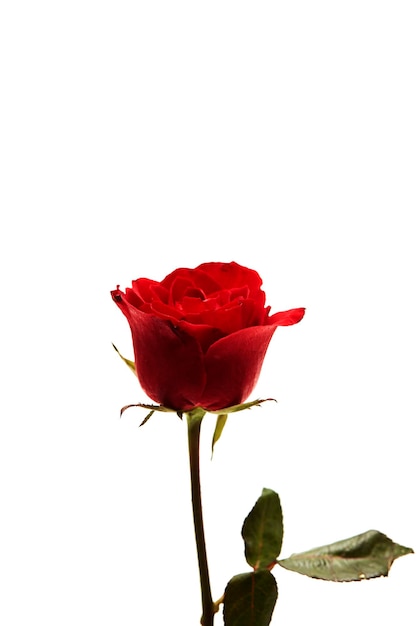 Close-up d'une rose rouge sur un fond blanc