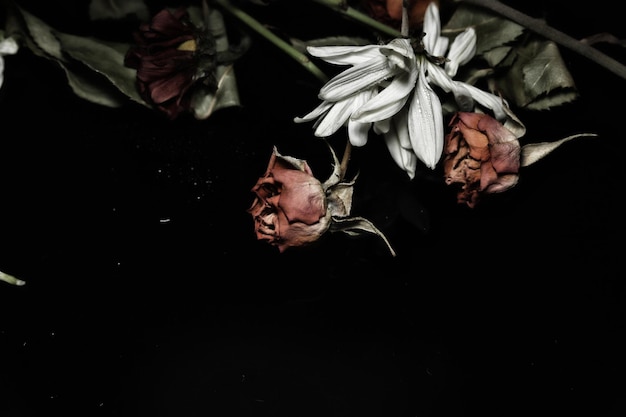 Photo close-up de roses sur un fond noir