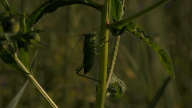 Close-up de sauterelle sur l'herbe créative grande sauterelle verte dans l'herbe criquets ou sauterelle dans