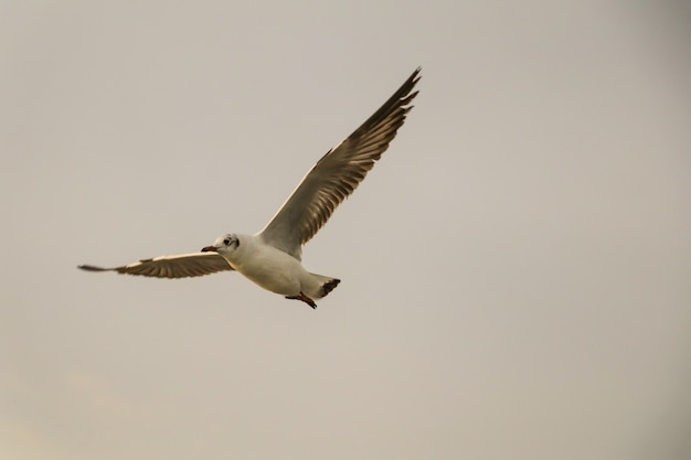 Close up Seagull volant dans l'air et le fond du ciel.Mouette de la liberté élargir les ailes dans le ciel.