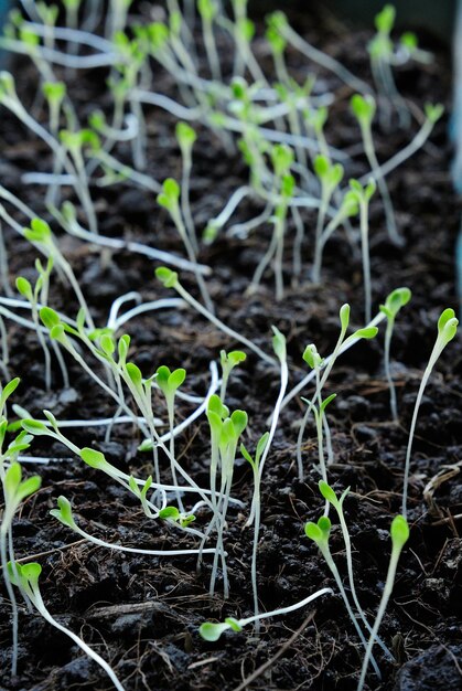 Photo close-up des semis qui poussent dans un pot de fleurs