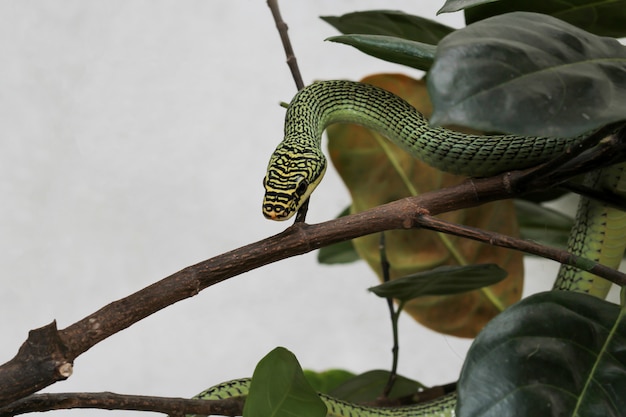 Close up serpent vert ou Chrysopelea ornata sur arbre