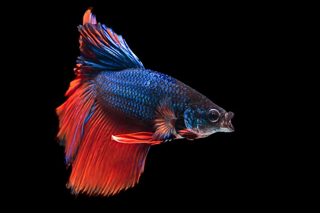 Close-up d'un siame se battant contre un poisson qui nage dans un aquarium sur un fond noir