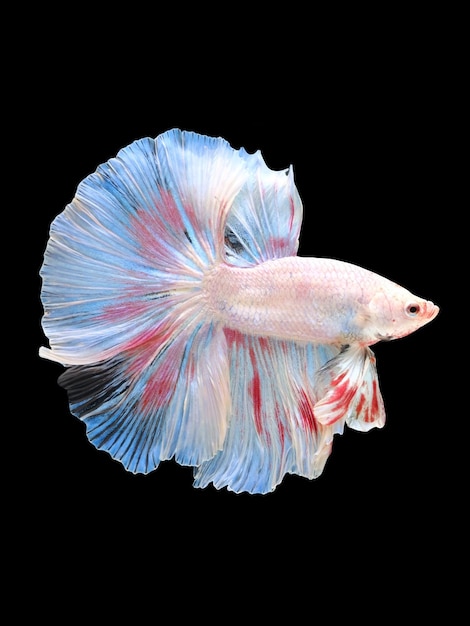 Close-up d'un siaméen combattant un poisson sur un fond noir