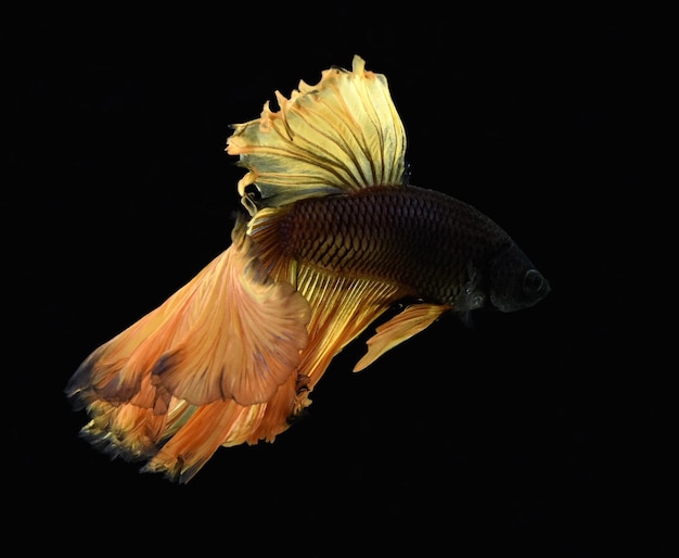 Close-up d'un siaméen combattant un poisson sur un fond noir