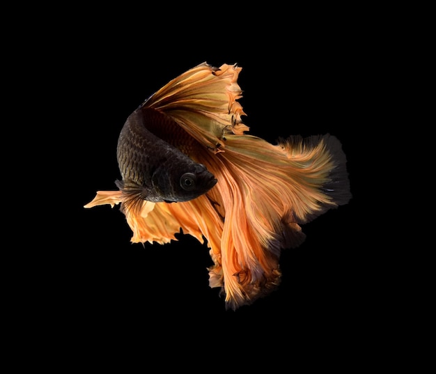 Close-up d'un siaméen combattant un poisson sur un fond noir