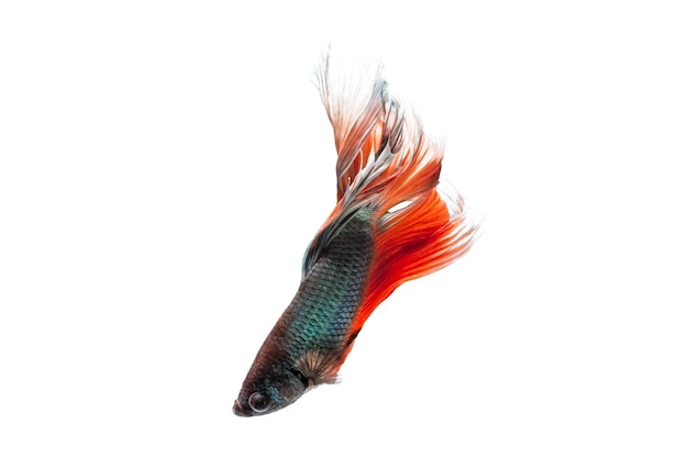 Close-up d'un siaméen se battant contre un poisson qui nage dans un aquarium sur un fond blanc