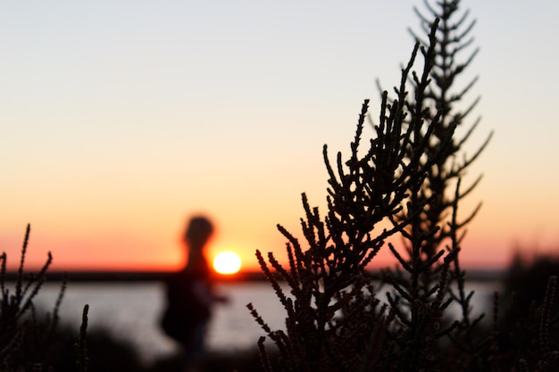 Photo close-up de la silhouette de la plante contre le ciel au coucher du soleil