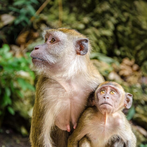 Photo close-up d'un singe avec un bébé au zoo