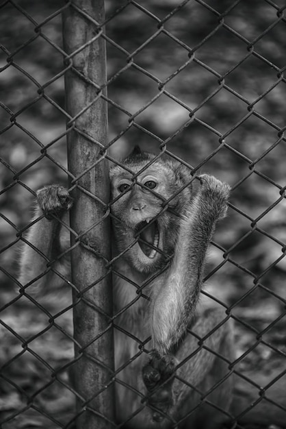 Photo close-up d'un singe dans une cage au zoo