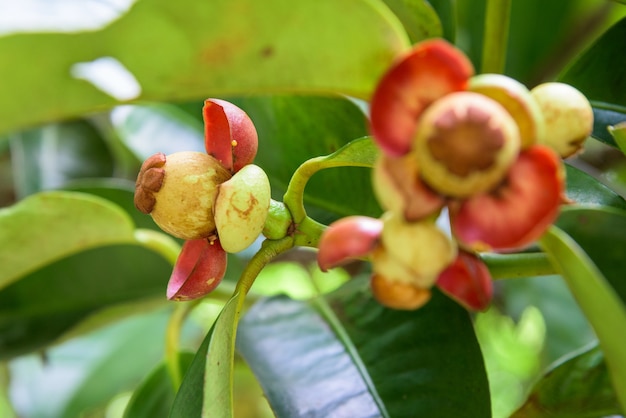 Close up soft fruit de mangoustan sur l'arbre au verger en Thaïlande