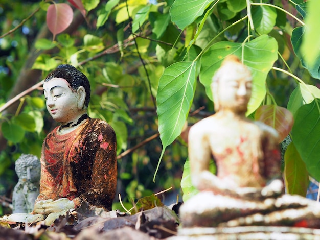 Close-up de la statue du Seigneur Bouddha contre un arbre