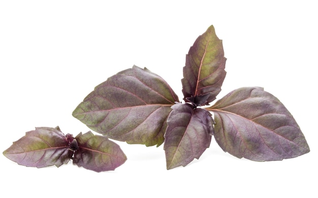 Close up studio shot de feuilles d'herbes de basilic rouge frais isolés sur fond blanc basilic opale foncé violet