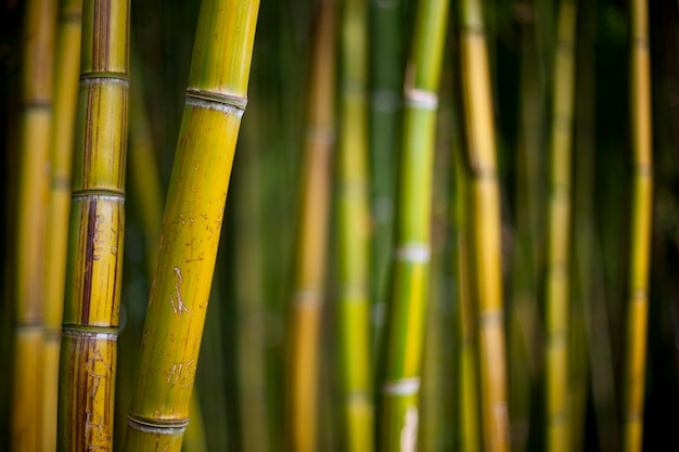 Close up de tags sur bambou