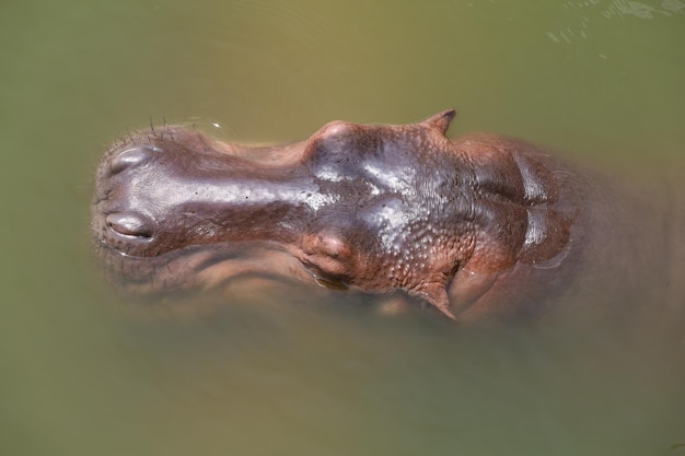 Photo close up tête d'hippopotame dans la rivière