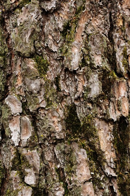 Close-up de texture d'écorce d'arbre avec de la mousse