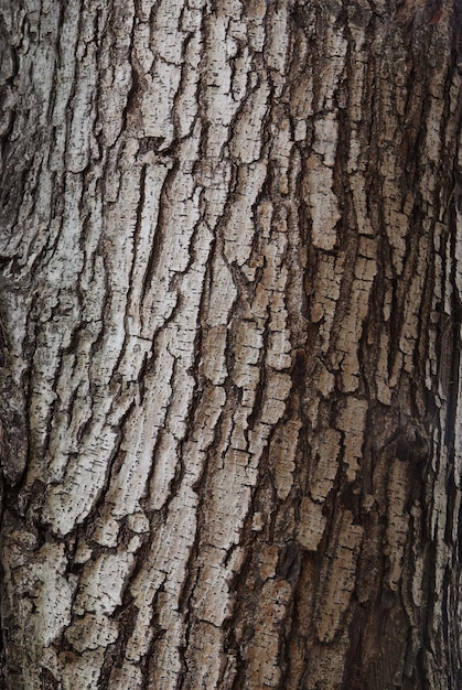 Close up texture de fracture sur l'écorce de l'arbre.