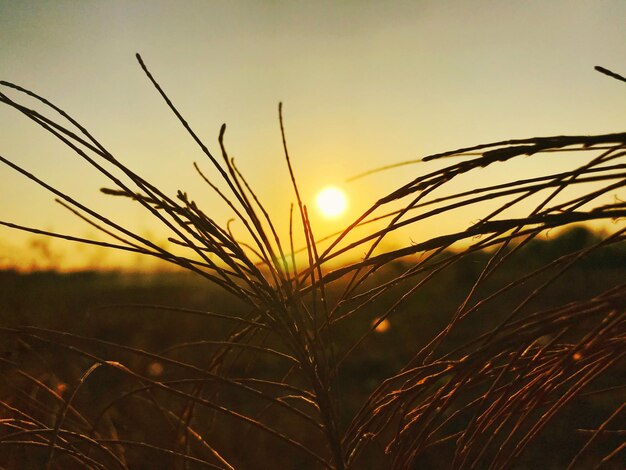 Photo close-up des tiges contre le ciel au coucher du soleil