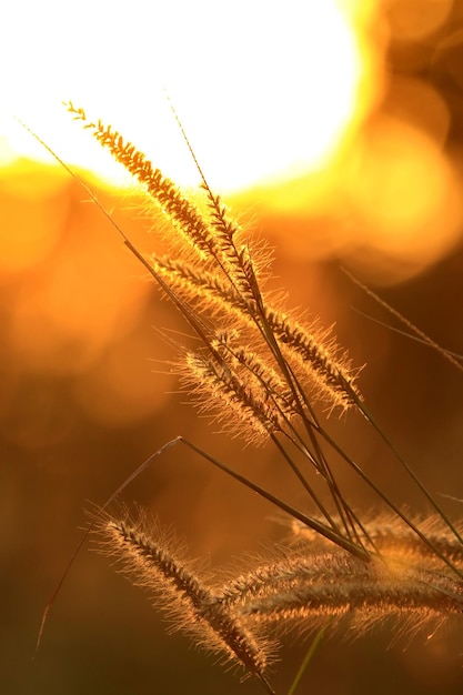 Photo close-up des tiges contre le ciel au coucher du soleil