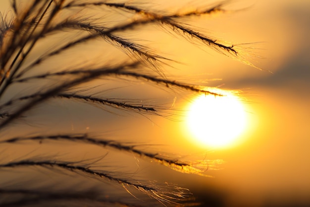 Photo close-up des tiges contre le coucher du soleil