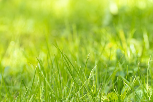 Close-up de tiges d'herbe verte avec la lumière du soleil