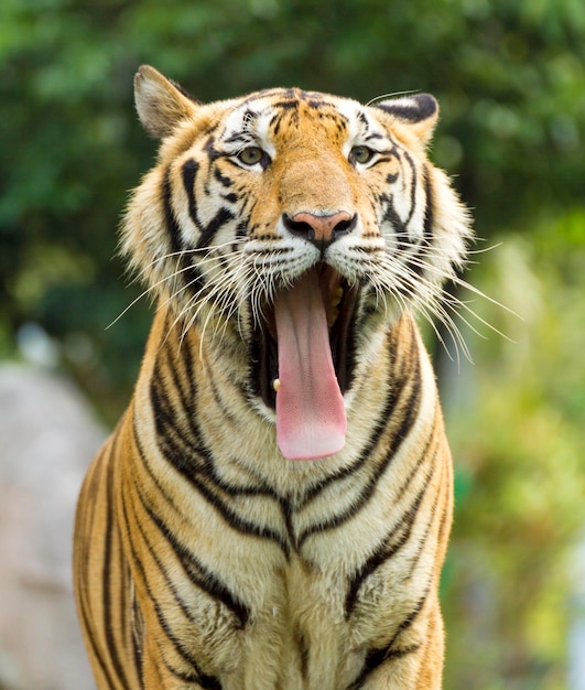 Close-up d'un tigre qui bâille alors qu'il se tient à l'extérieur