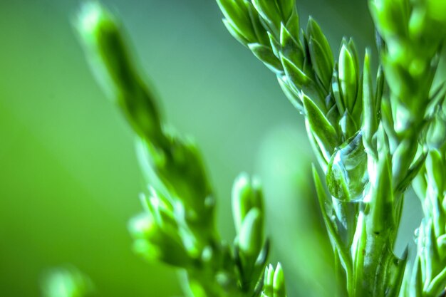 Photo close-up de la toile d'araignée humide sur la plante