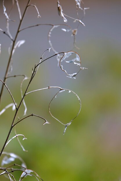 Photo close-up de la toile d'araignée humide sur la plante