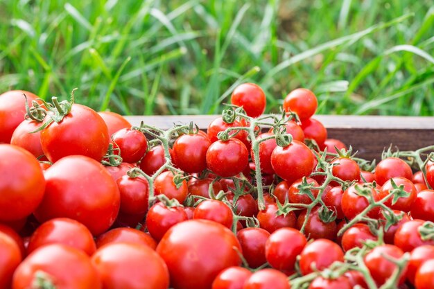 Photo close-up des tomates